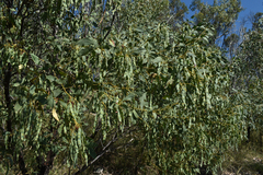 Acacia bancroftiorum