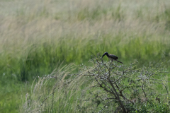 Lophoceros nasutus