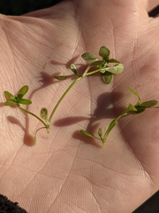 Callitriche stagnalis