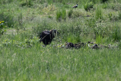 Bucorvus abyssinicus