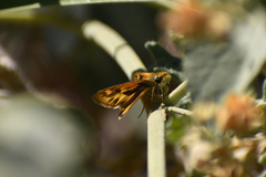 Hylephila phyleus phyleus