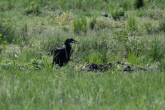 Bucorvus abyssinicus