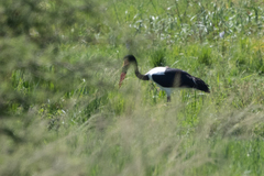 Ephippiorhynchus senegalensis