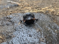 Dichotomius colonicus