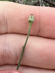 Chloracantha spinosa