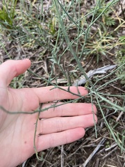 Chloracantha spinosa