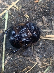 Dichotomius colonicus