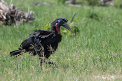Bucorvus abyssinicus