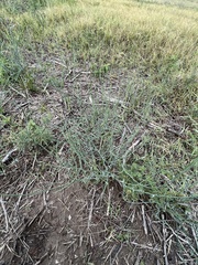 Chloracantha spinosa