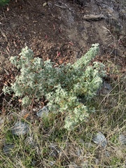 Eriophyllum staechadifolium