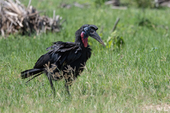 Bucorvus abyssinicus