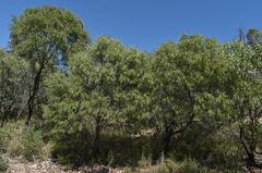 Acacia crassa crassa