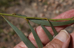 Acacia crassa crassa