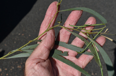 Acacia crassa crassa