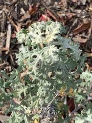 Eriophyllum staechadifolium
