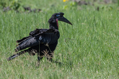 Bucorvus abyssinicus