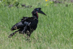Bucorvus abyssinicus