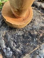 Tylopilus tabacinus
