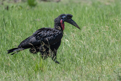 Bucorvus abyssinicus