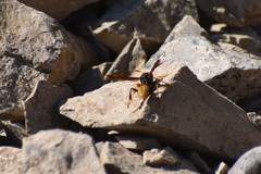 Polistes comanchus