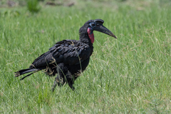 Bucorvus abyssinicus