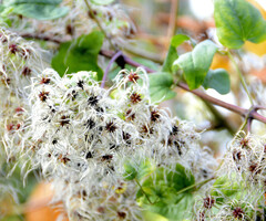 Clematis vitalba