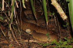 Crotalus basiliscus