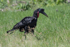 Bucorvus abyssinicus