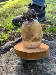 Tylopilus tabacinus