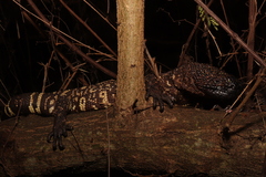 Heloderma horridum