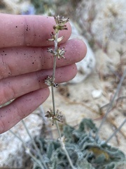 Froelichia xantusii