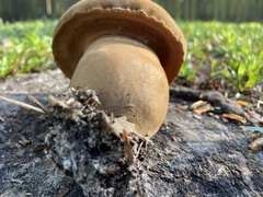 Tylopilus tabacinus