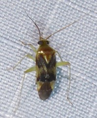 Tuicoris excelsus