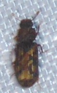 Bitoma insularis