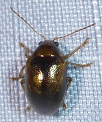 Eucolaspis