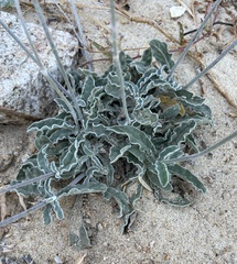 Froelichia xantusii