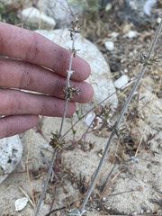 Froelichia xantusii