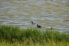 Marmaronetta angustirostris