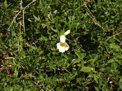 Amphilophium carolinae