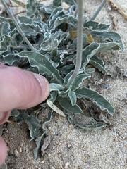 Froelichia xantusii
