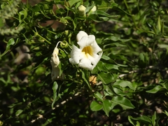 Amphilophium carolinae