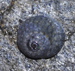 Trochoidea