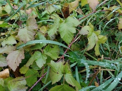 Rubus caesius