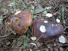 Suillus collinitus