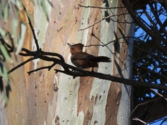 Pseudoseisura lophotes