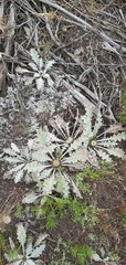 Onopordum acaulon