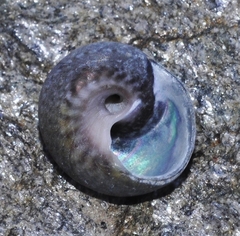 Trochoidea