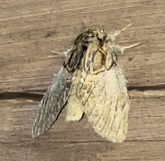 Peridea basitriens