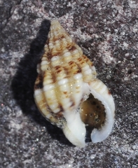 Tritia incrassata
