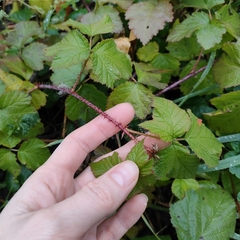 Rubus caesius